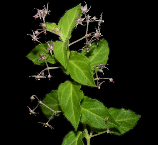 Vincetoxicum jinshaense