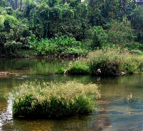 Cyperus calculosus in its habitat