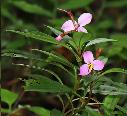 Sonerila roxburghii