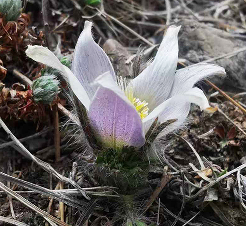 Pulsatilla hezijianensis