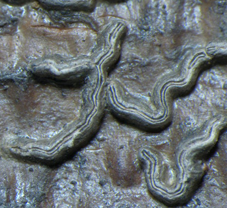 Carbacanthographis kalakadensis