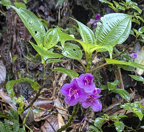 Sporoxeia furcillispinosa