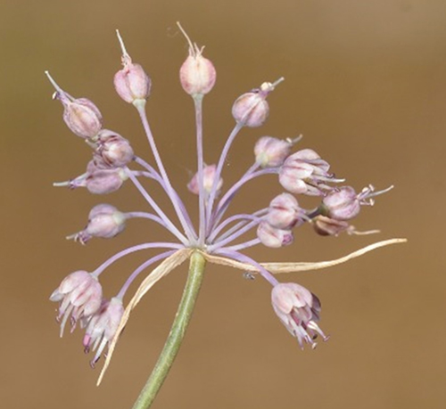 Allium durzanciranoi