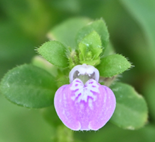 Justicia balakrishnaniana