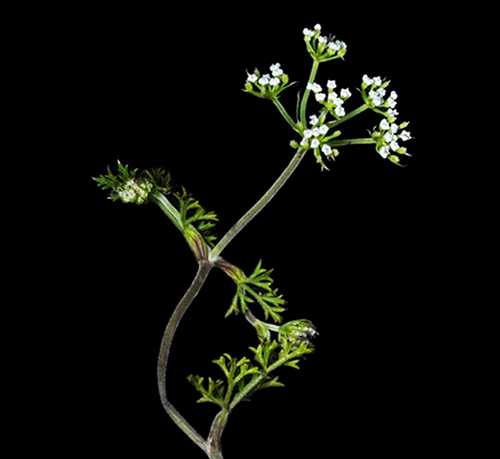 Pimpinella pygmaea