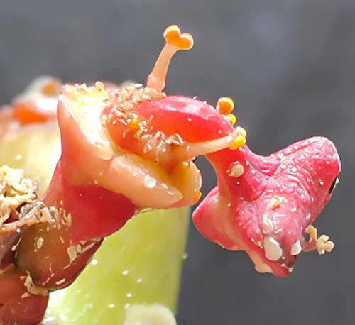 Euphorbia ananthapuramensis