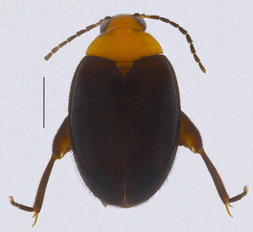 Scirtes jefersoni