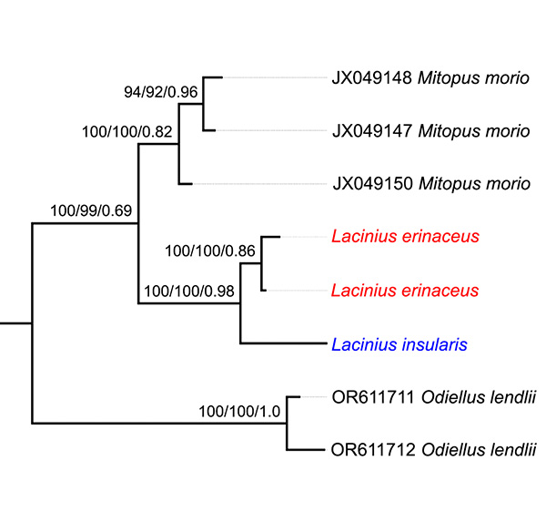 Phylogenetic relationships of Lacinius erinaceus, L. insularis and related taxa inferred from mitochondrial 16S rRNA gene sequences.